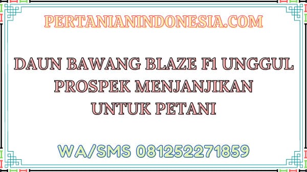 Daun Bawang Blaze F1 Unggul Prospek Menjanjikan Untuk Petani